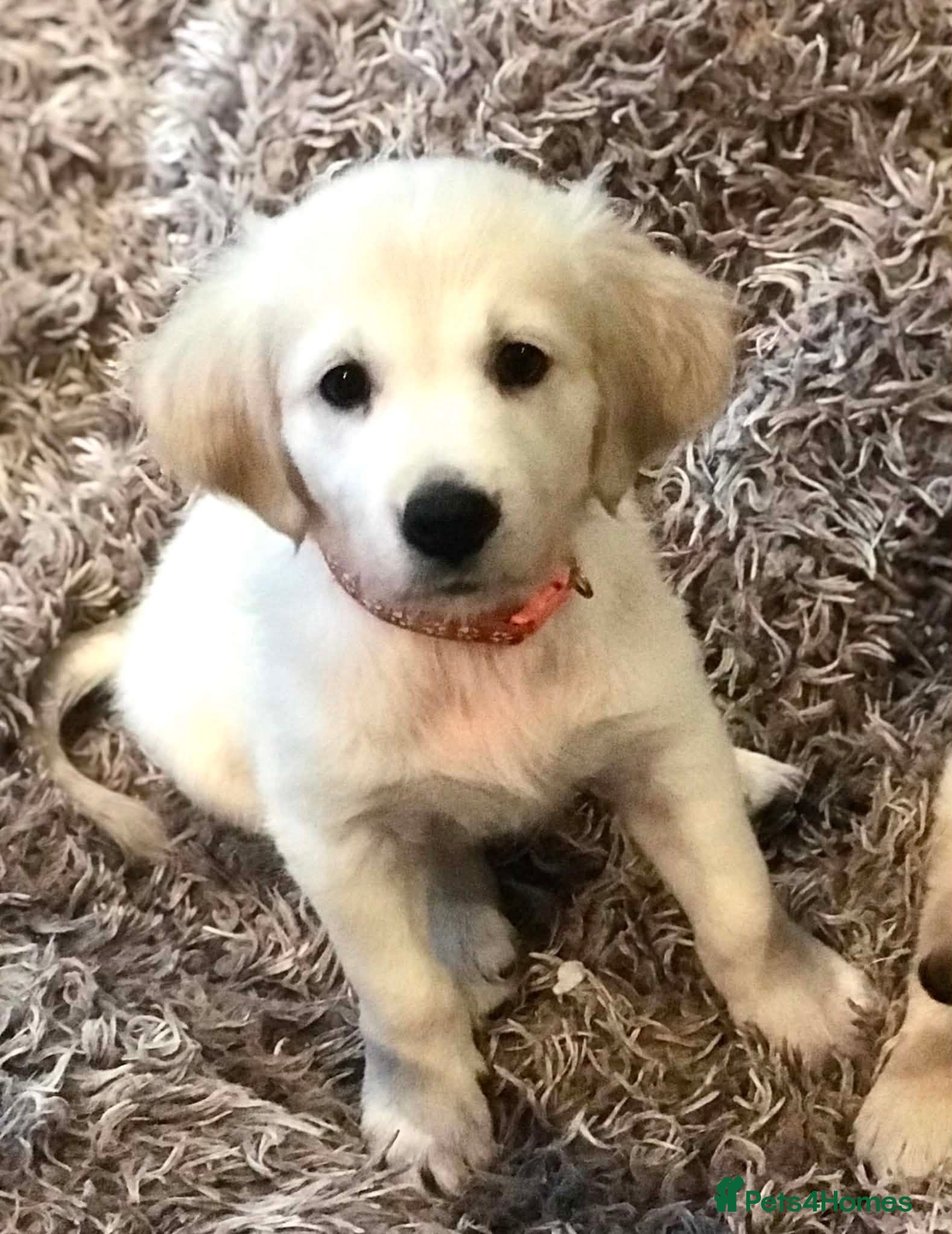 Golden Retriever dogs Championship lines puppies - Advert 2