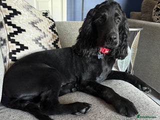 Cocker Spaniel dogs Bertie - Advert 8