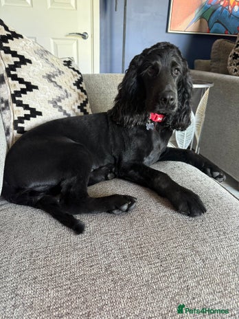 Cocker Spaniel dogs Bertie - Advert 1