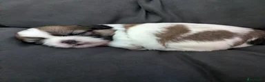 Mixed Breed Puppy 3