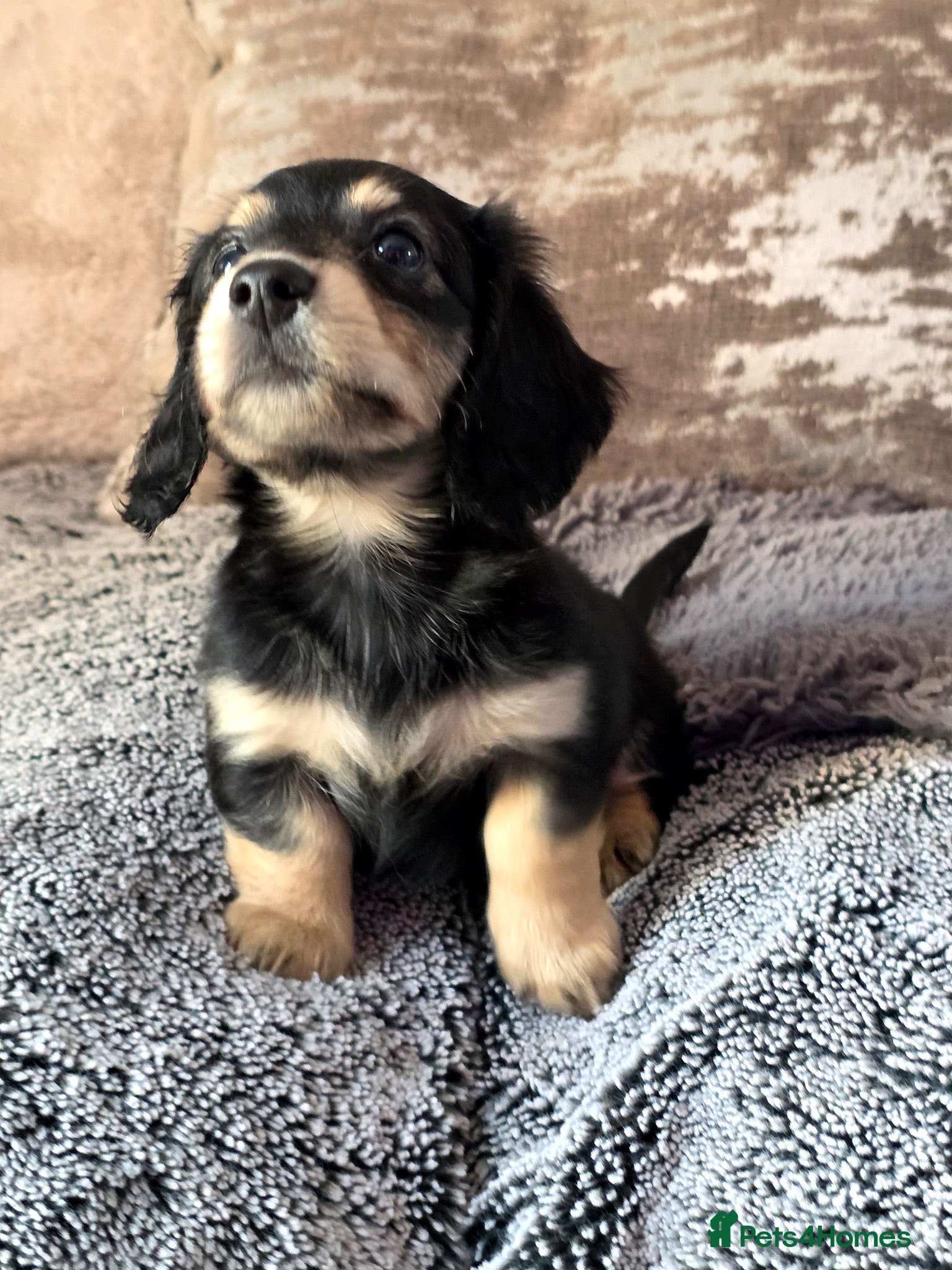 Miniature Dachshund dogs Black & Cream Miniature long-haired Dachshund  - Advert 18