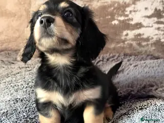 Miniature Dachshund dogs Black & Cream Miniature long-haired Dachshund - Advert 18