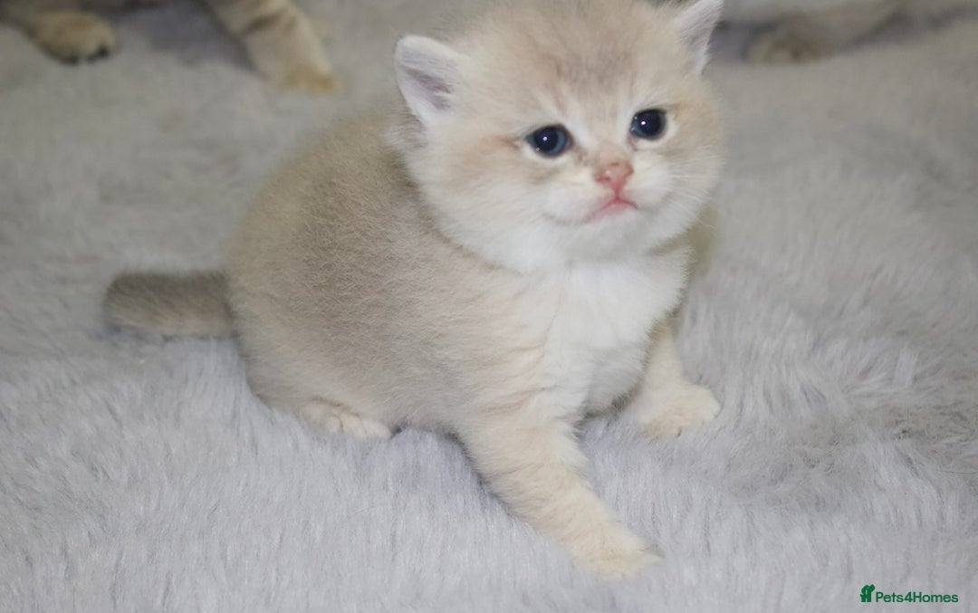 British Shorthair cats for sale: Top quality Champion Gccf british shorthair - Image 18
