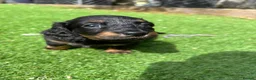 Miniature Dachshund dogs for sale: Miniature Long Haired Daschunds - Advert 8