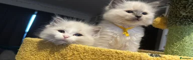 Ragdoll Kitten 3
