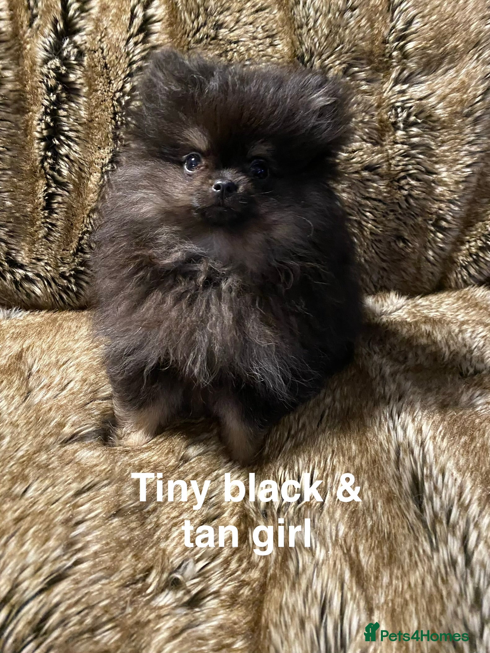 Pomeranian dogs For sale 3 Stunning Pomeranian puppies  - Advert 2