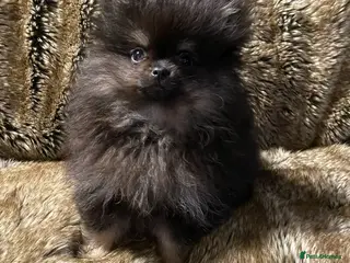 Pomeranian dogs For sale 3 Stunning Pomeranian puppies - Advert 2