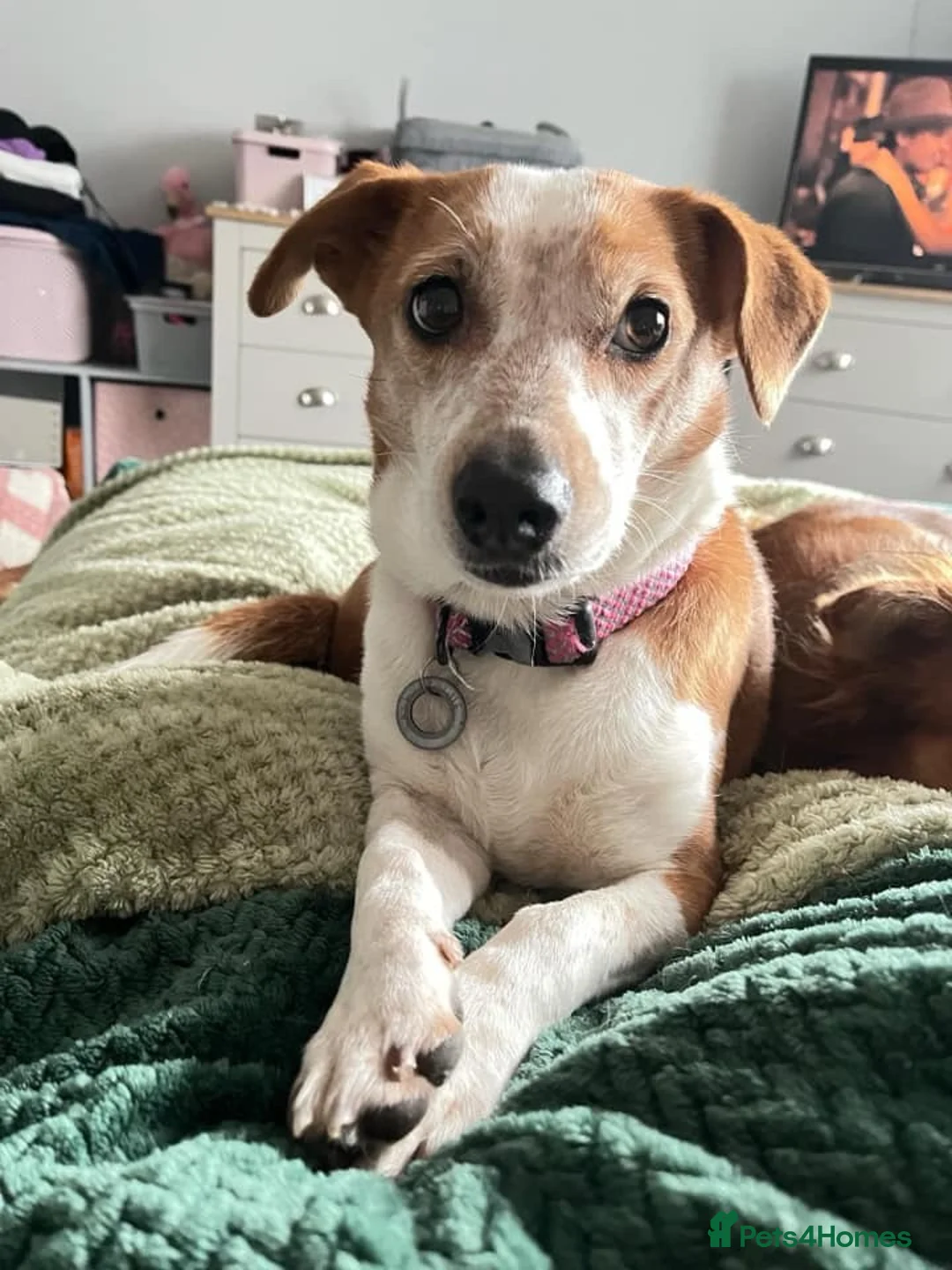 Mixed Breed dogs for adoption: Tessa - Poringland Norfolk  in Norwich - Advert 2