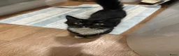 Mixed Breed cats for sale: Two cats for rehome  in Swadlincote - Advert 7