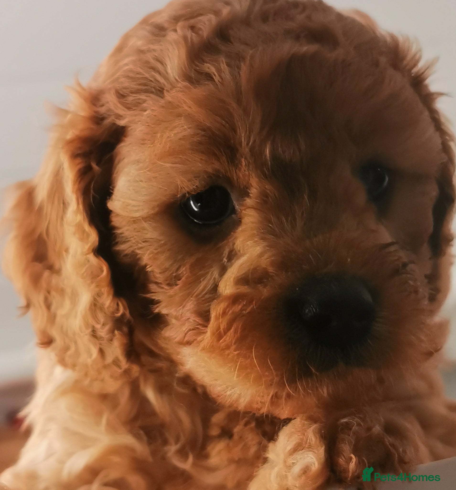 Cavapoo dogs EXTENSIVELY HEALTH TESTED F1B CAVAPOO PUPPIES  - Advert 1