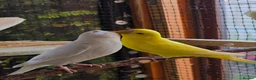 Budgerigars birds for sale: Young Budgies: Semi-tamed Lutino & Albino for sale - Advert 14