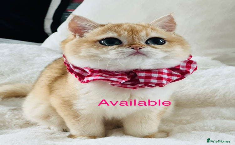 British Shorthair cats 🏆 Golden BRI NY12 Girl European Lines 🏆 - Advert 11