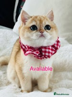British Shorthair cats 🏆 Golden BRI NY12 Girl European Lines 🏆 - Advert 4
