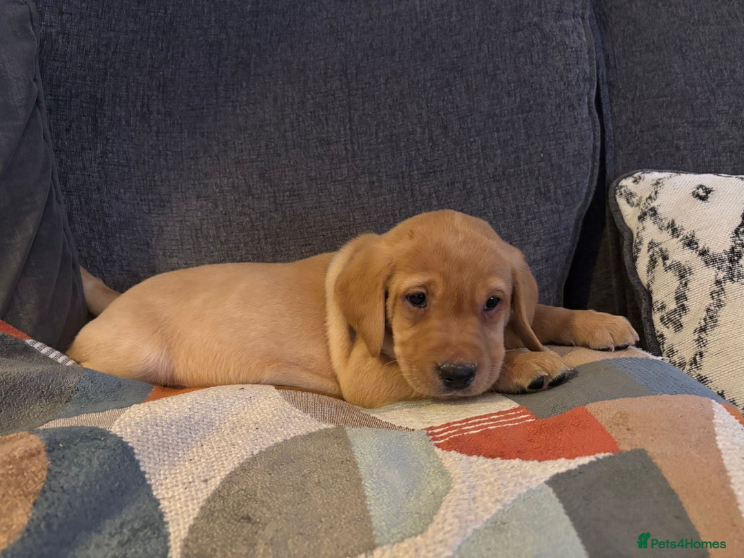 Labrador Retriever dogs for sale: KC registered Labrador retriever pups - Advert 6