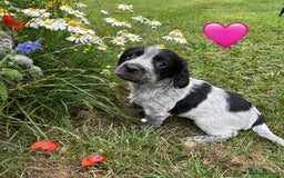 Cocker Spaniel dogs for sale: GORGEOUS WORKING COCKER PUPS - Image 8