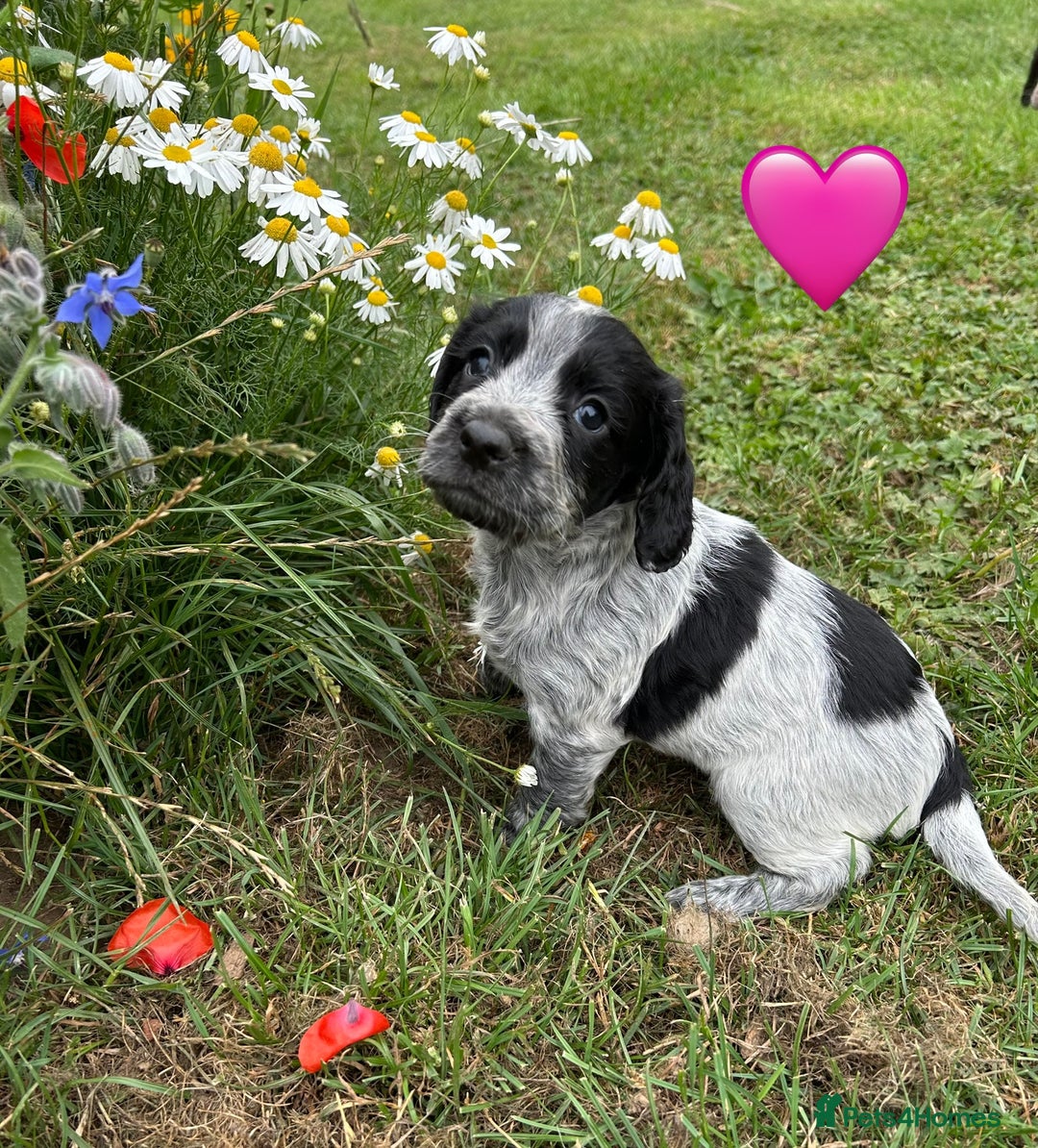 Cocker Spaniel dogs for sale: GORGEOUS WORKING COCKER PUPS - Image 8