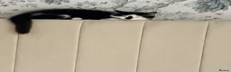 Mixed Breed cats for sale: Three Gorgeous Black & White Boys in Great Yarmouth - Advert 6