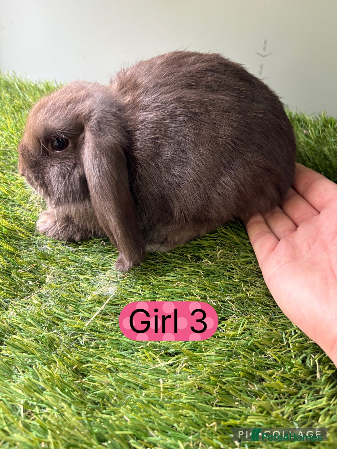 Mini Lop rabbits for sale: Stunning mini lop babies  - Image 3