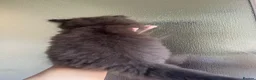 Persian cats for sale: Half Persian Half Long hair Kittens.  - Advert 16