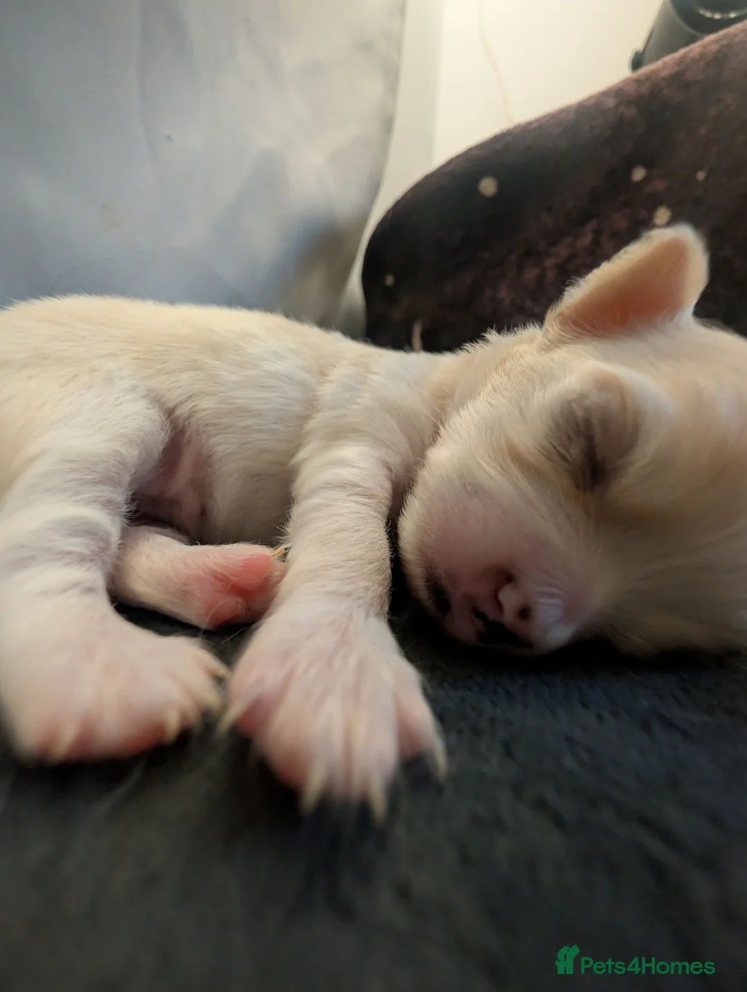 Chihuahua dogs for sale:  3 ABSOLUTELY GORGEOUS CHIHUAHUA PUPPIES FOR SALE - Advert 17