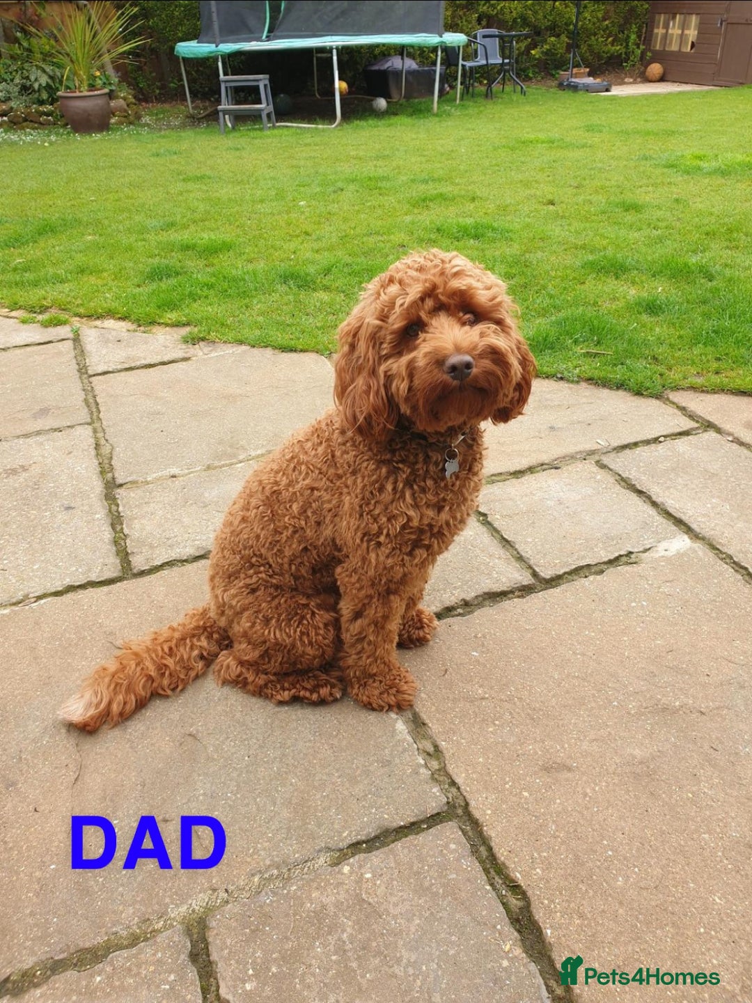 Cockapoo dogs for sale: Beautiful Cockapoo litter with Parents DNA  - Image 14