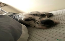 English Setter dogs for adoption: Ruby and Ellie - 2.5 years old | Female Setters - Image 13