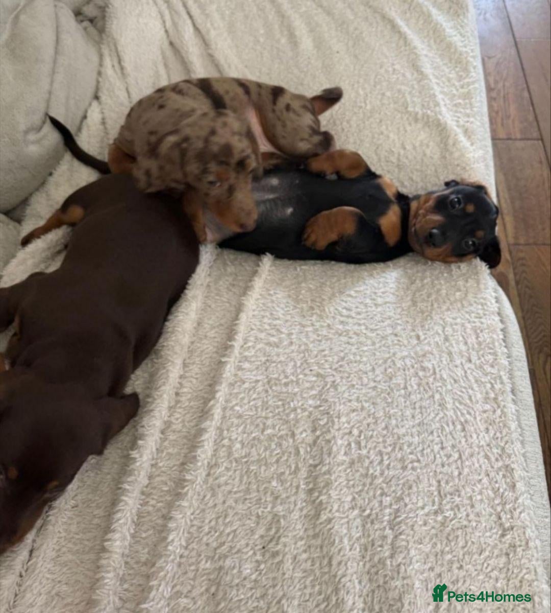 Miniature Dachshund dogs Lovely Miniature Dachshund Puppies - Advert 1