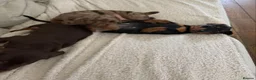 Miniature Dachshund dogs for sale: Lovely Miniature Dachshund Puppies in Newport - Advert 1