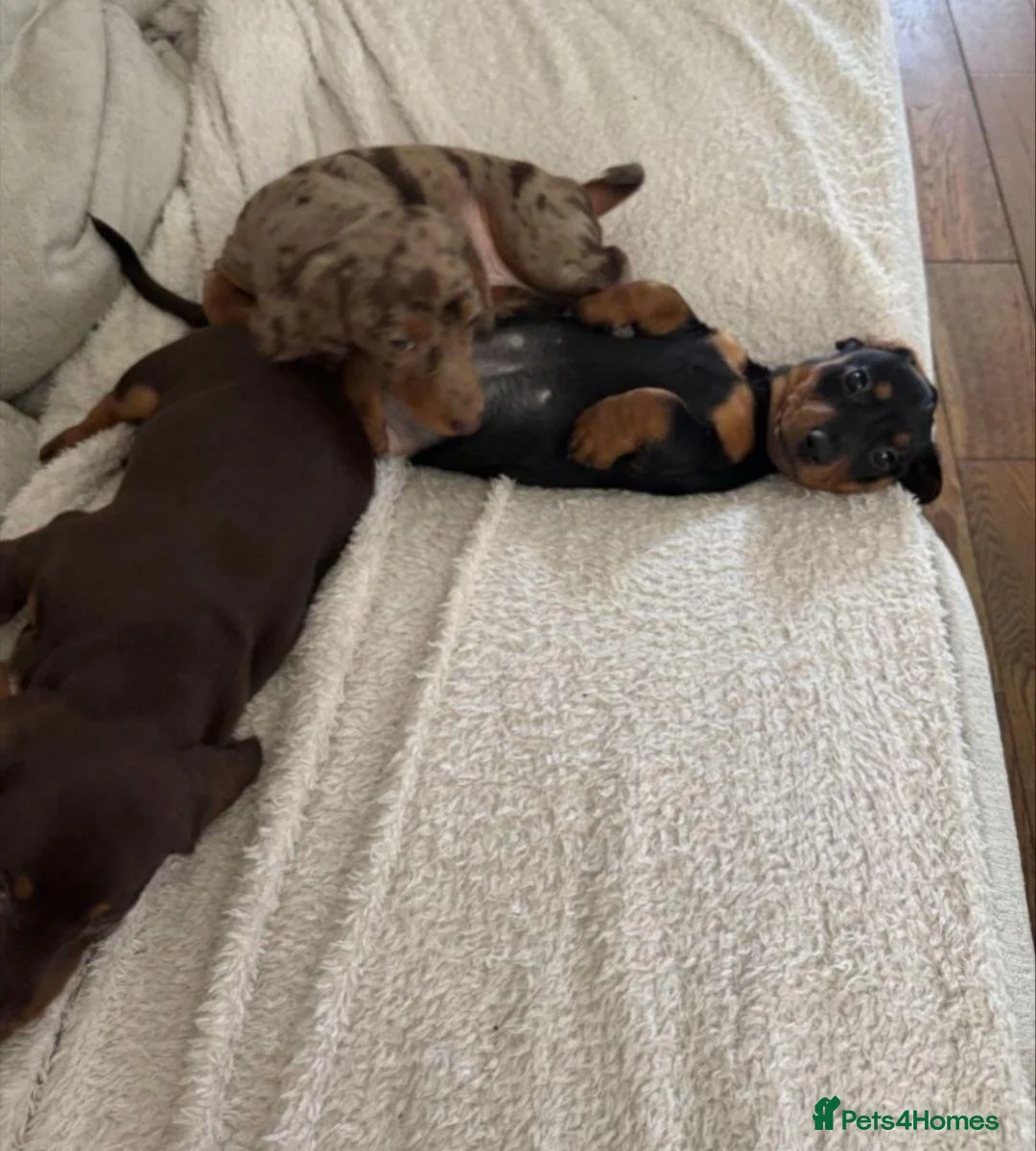 Miniature Dachshund dogs for sale: Lovely Miniature Dachshund Puppies in Newport - Advert 1