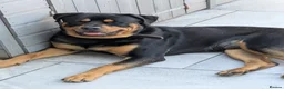 Mixed Breed dogs for sale: Stunning predominately black lab/rottie puppies in Rochester - Advert 3
