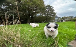 Border Collie dogs for sale: Collie Pups  - Image 5