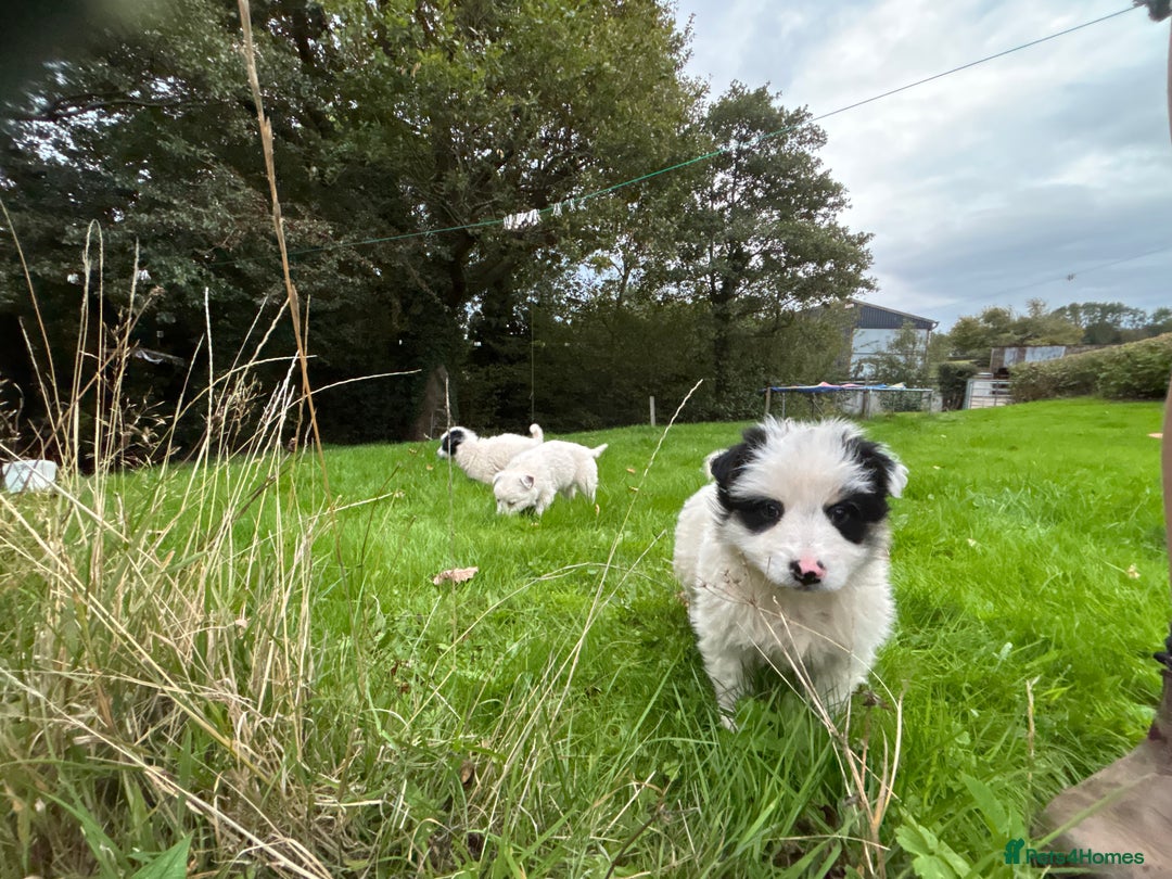 Border Collie dogs for sale: Collie Pups  - Image 5