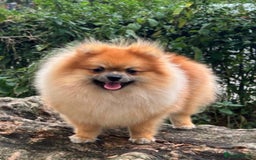 Pomeranian dogs for sale: 2 beautiful Pomeranian girls in London - Image 4