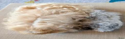 Guinea Pig rodents for sale: Gorgeous boys looking for 5* home - Advert 2