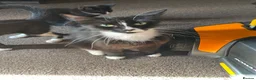 Mixed Breed cats for sale: Kittens for sale  in Thetford - Advert 2