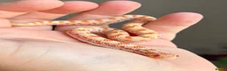 Snake reptiles for sale: Male Albino Western Hognose Snake And Set Up  - Advert 1