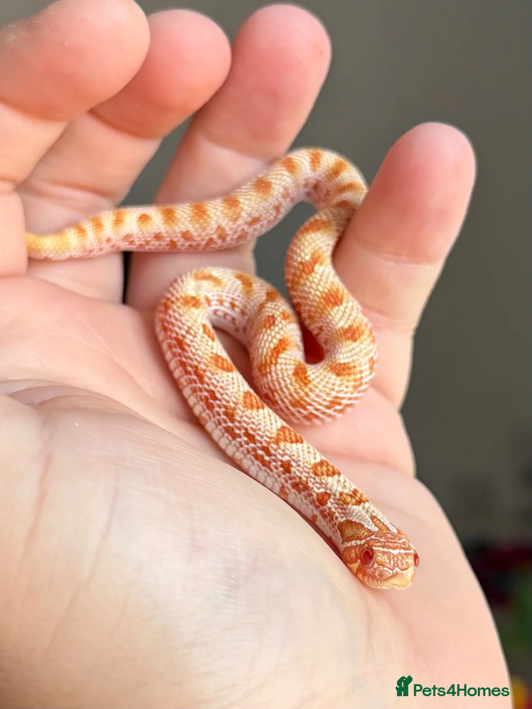 Snake reptiles for sale: Male Albino Western Hognose Snake And Set Up  - Advert 1