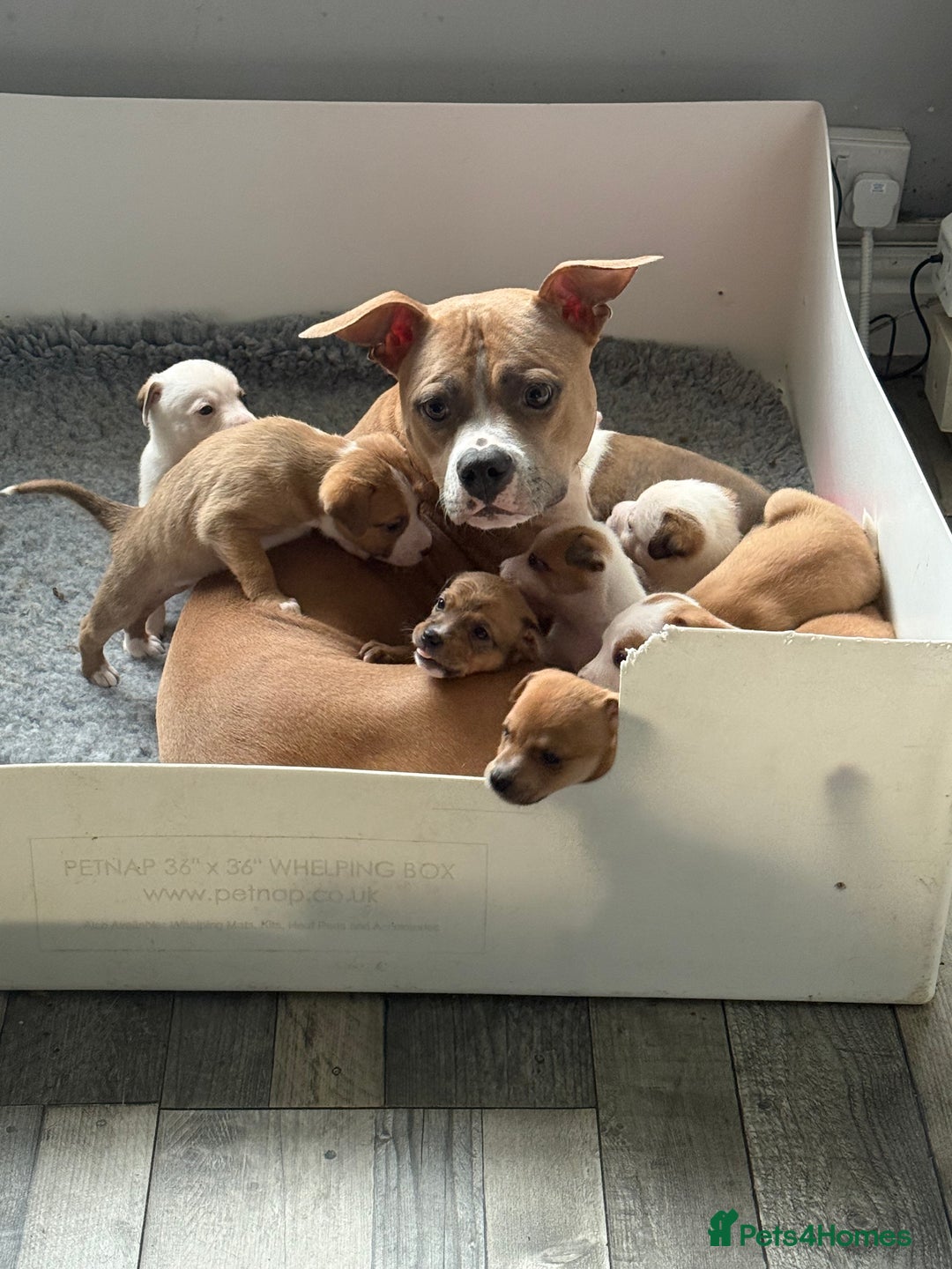 Mixed Breed dogs for sale: Pomstaff puppies - Advert 11