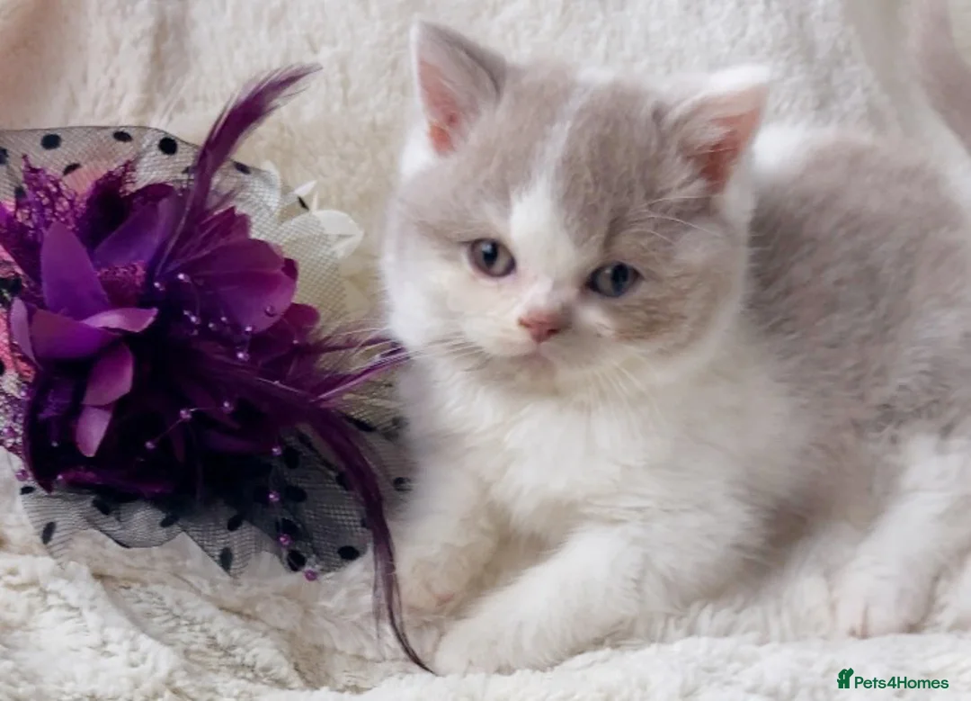 British Shorthair cats for sale: Gorgeous British Shorthairs TICA Registered - Advert 4