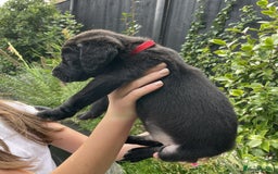 Labrador Retriever dogs for sale: Gorgeous Chunky Labrador Puppies - Image 8