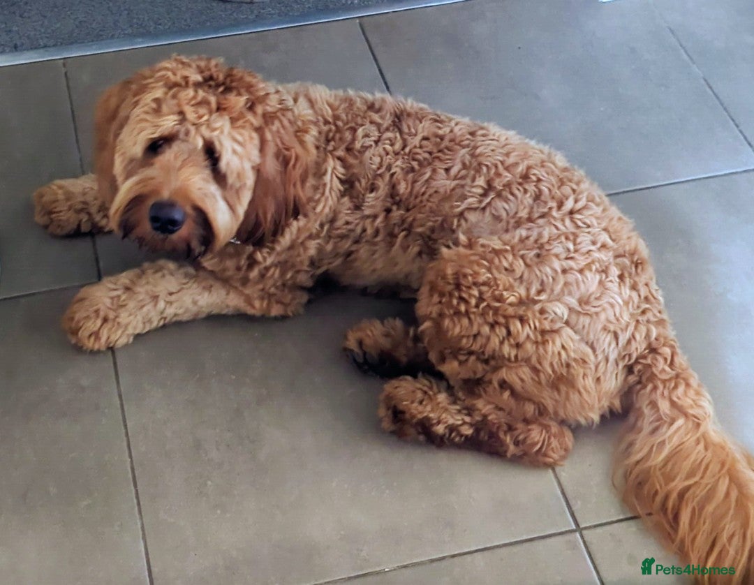 Mini Goldendoodle dogs for stud: Our Fluffy Prince 👑 - Image 3