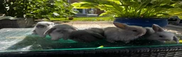 Mini Lop rabbits for sale: Stunning pure breed Mini Lops - Advert 27