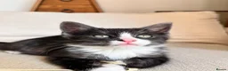 Mixed Breed cats for sale: Beautiful clever kittens in Eastbourne - Advert 5