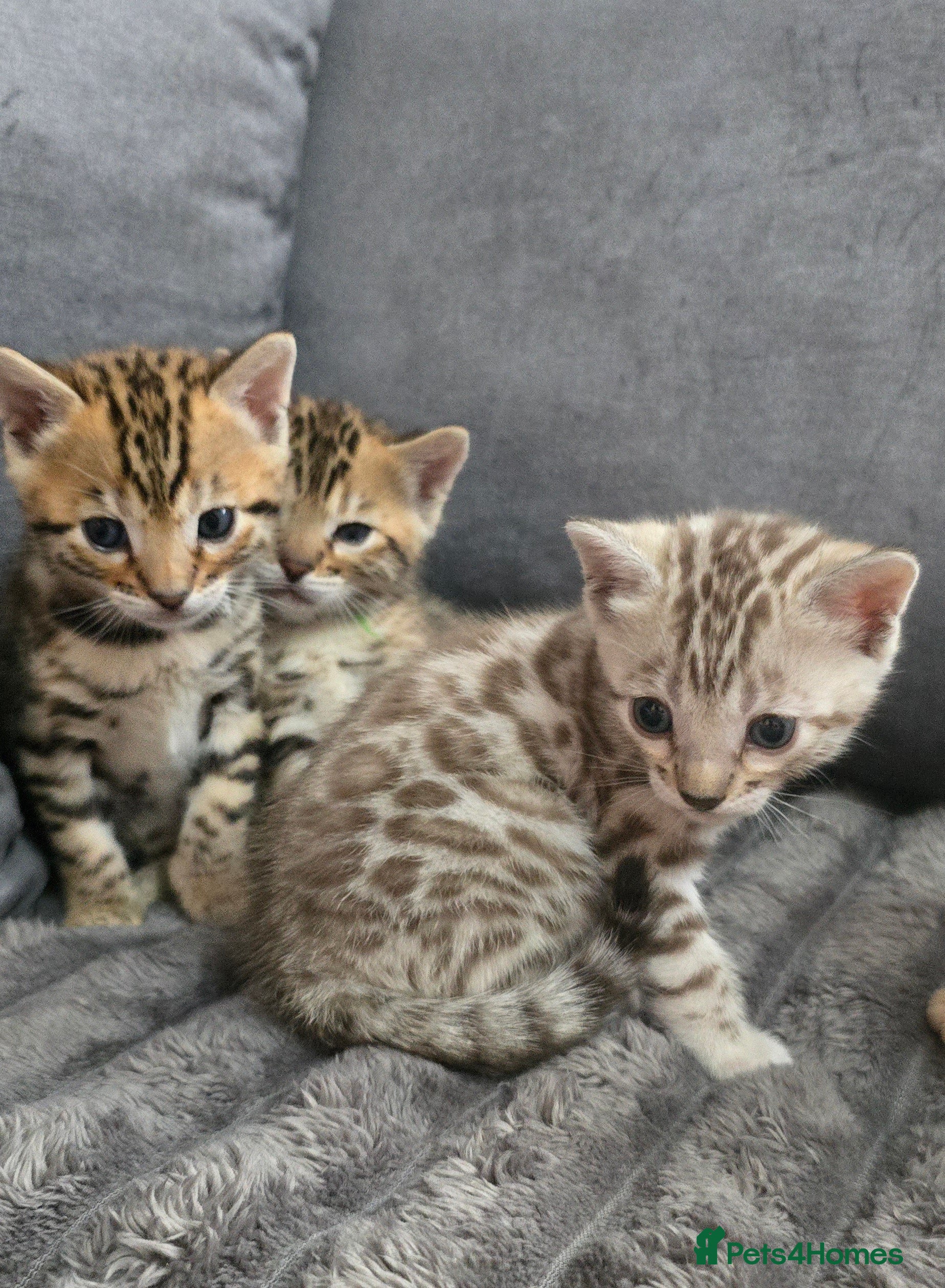 Bengal cats TICA Champion 2 boys available for reservation! - Advert 16