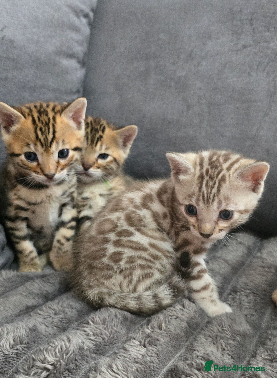 Bengal cats for sale: TICA Champion 2 boys available for reservation! - Advert 4