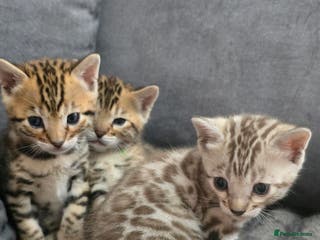 Bengal cats Waiting list open for kittens 2026-expecting 27.01 - Advert 7
