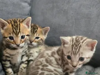 Bengal cats Waiting list open for kittens 2026-expecting 27.01 - Advert 9