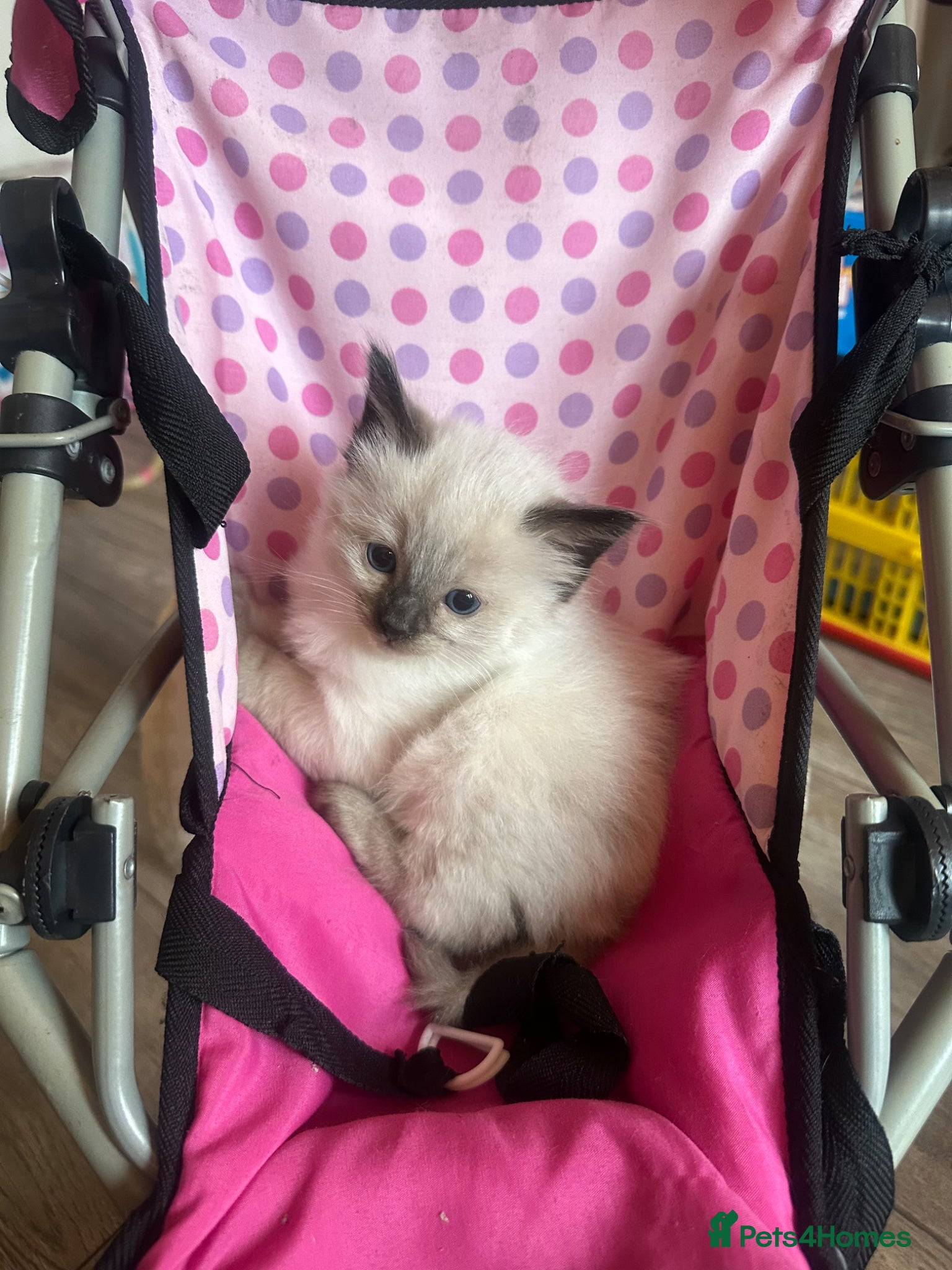 Ragamese cats Ragdoll Siamese Kittens - Advert 1