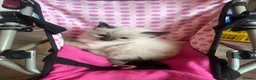 Ragamese cats for sale: Ragdoll Siamese Kittens in Aylesford - Advert 1