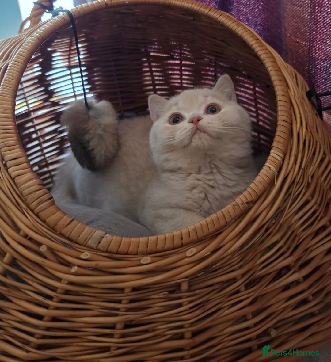 British Shorthair cats Ready now GCCF and TICA registered cream male - Advert 8